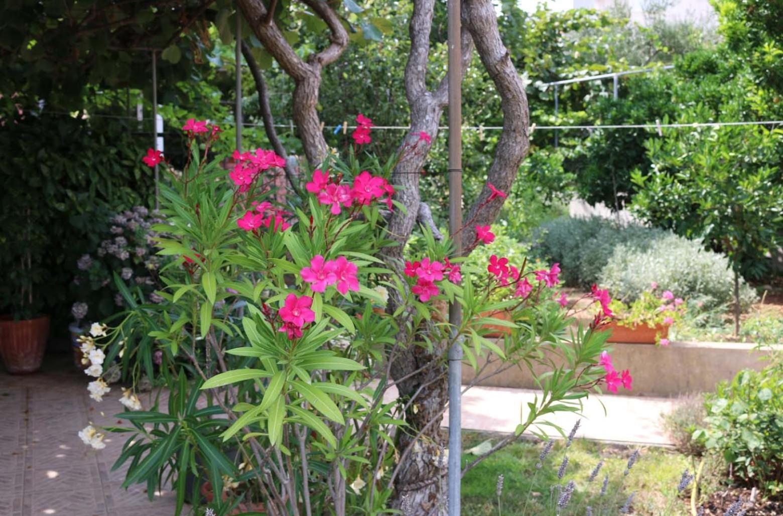 Villa Katarina Losinj Island Mali Lošinj Kültér fotó