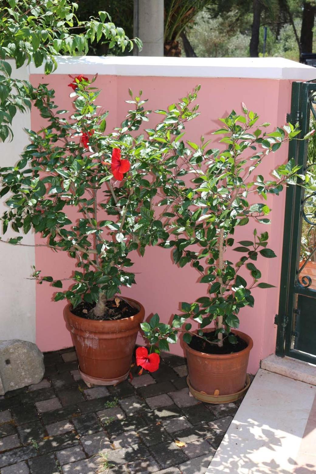 Villa Katarina Losinj Island Mali Lošinj Kültér fotó